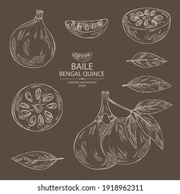 Collection of bengal quince: baile fruit and bengal quince slice. Sacred plant. Cosmetic and medical plant. Vector hand drawn illustration