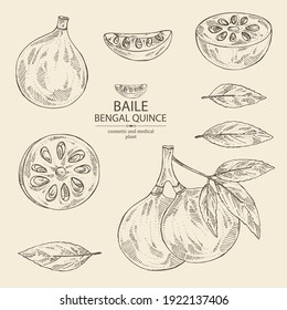 Collection of bengal quince: baile fruit and bengal quince slice. Sacred plant. Cosmetic and medical plant. Vector hand drawn illustration