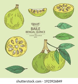 Collection of bengal quince: baile fruit and bengal quince slice. Sacred plant leaves and fruit. Cosmetic and medical plant. Vector hand drawn illustration