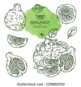 Collection of bergamot and bergamot slice. Vector hand drawn illustration. 