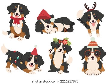 The collection of Bernese mountain in many actions for Christmas theme. 