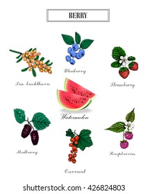 Collection of berries. berry set. vector illustration