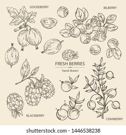 Collection of berries: bilberry, cranberry, blackberry and gooseberry. Vector hand drawn illustration