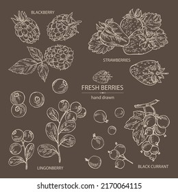 Collection of berries: lingonberries, blackberry, black currant and strawberries. Vector hand drawn illustration.
