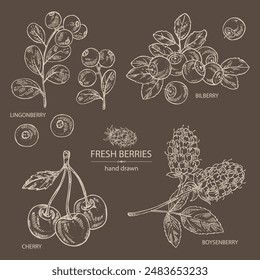 Collection of berries: lingonberries, cherry, bilberry and boysenberry. Vector hand drawn illustration.