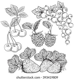 Collection of berries. Strawberries, cherries, currants, raspberries. Isolated elements. Vintage black and white hand drawn vector illustration