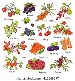 Collection of berries: strawberry, currant, sea-buckthorn, gooseberry, blueberry, cherry, brier, blackberry. Vector illustration of berries for design menus, recipes and packages product.