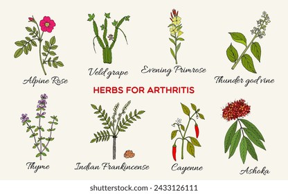 Collection of best herbs for arthritis. Hand drawn botanical vector illustration