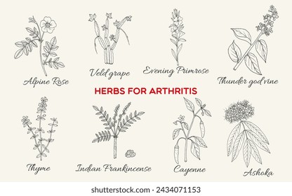 Collection of best herbs for arthritis. Hand drawn botanical vector illustration