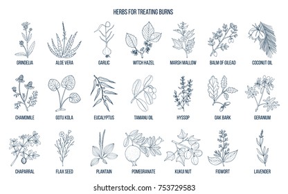 Collection of best herbs for burns treatment. Hand drawn vector set of medicinal plants