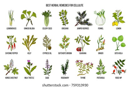 Collection Best Herbs Cellulite Hand Drawn Stock Vector (Royalty Free ...