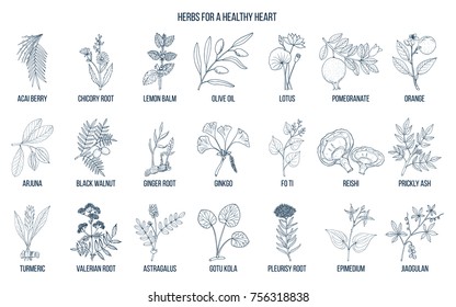 Collection of best herbs for healthy heart. Hand drawn vector set of medicinal plants