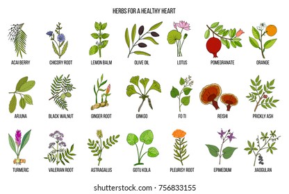 Collection of best herbs for healthy heart. Hand drawn vector set of medicinal plants
