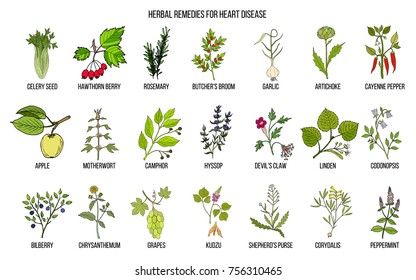 Collection of best herbs for heart disease. Hand drawn vector set of medicinal plants