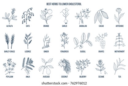 Collection of best herbs for lower cholesterol. Hand drawn vector set of medicinal plants