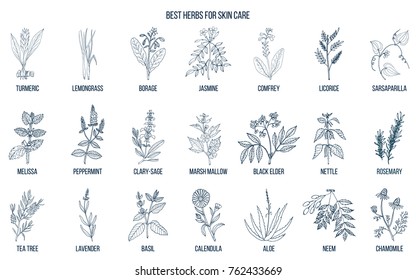 Collection of best herbs for skin care. Hand drawn vector set of medicinal plants