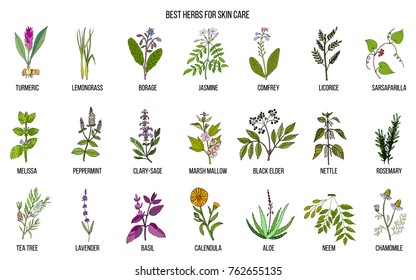 Best Herbs Natural Beauty Hand Drawn Stock Vector (Royalty Free ...