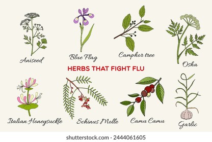 Collection of best medicinal herbs for flu. Hand drawn botanical vector illustration