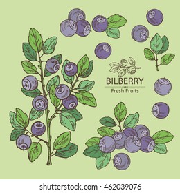 Collection of bilberry . hand drawn . 