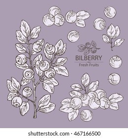 Collection of bilberry . hand drawn