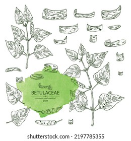 Collection of birch: birch leaves, birch branch, betulaceae tree and betulaceae bark. Cosmetics and medical plant. Vector hand drawn illustration.