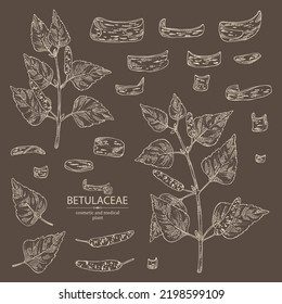 Collection of birch: birch leaves, birch branch, betulaceae tree and betulaceae bark. Cosmetics and medical plant. Vector hand drawn illustration.