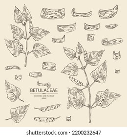 Collection of birch: birch leaves, birch branch, betulaceae tree and betulaceae bark. Cosmetics and medical plant. Vector hand drawn illustration.