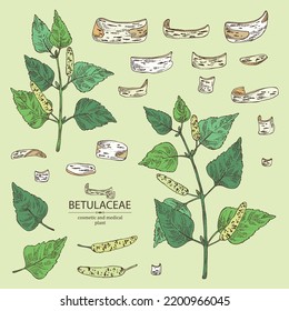 Collection of birch: birch leaves, birch branch, betulaceae tree and betulaceae bark. Cosmetics and medical plant. Vector hand drawn illustration.