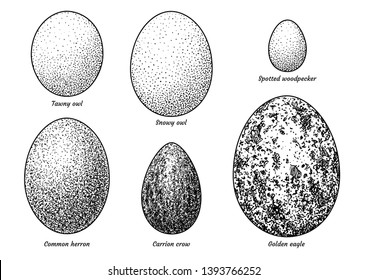 Collection of bird eggs illustration, drawing, engraving, ink, line art, vector