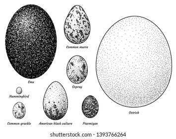 Collection of bird eggs illustration, drawing, engraving, ink, line art, vector