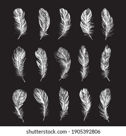 Collection of bird feathers., Hand drawn style, vector illustrations.