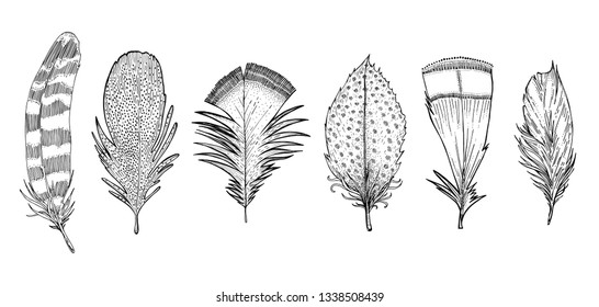 Collection of bird feathers. Vector illustration. Set. Symbol of lightness, air, sky. Design for tattoo. Printing on Souvenirs, mugs, fabric. Poster or postcard. Sketch.
