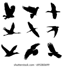 Collection of Bird Silhouettes