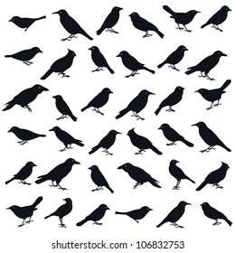 Collection of the bird silhouettes isolated in white. Design element