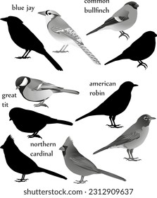 Collection of birds in black-white image and silhouette:  american robin, blue jay, common bullfinch (eurasian bullfinch), great tit, northern cardinal (redbird, red cardinal)