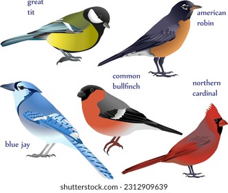 Collection of birds in colour image: american robin, blue jay, common bullfinch (eurasian bullfinch), great tit, northern cardinal (redbird, red cardinal)