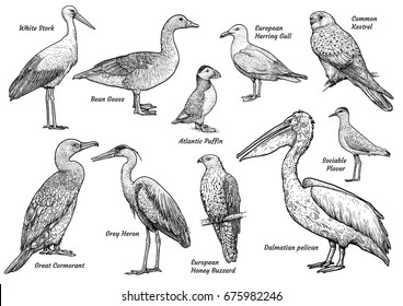 Collection of birds illustration, drawing, engraving, ink, line art, vector