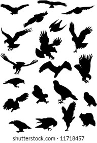 The collection of birds of prey