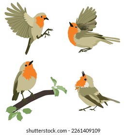 Collection of birds. Red-breasted robin on a white isolated background. Template for greeting cards, web design, education. Vector.