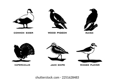 Collection of birds silhouettes on black color in minimal style. Set of birds isolated on white background. vector