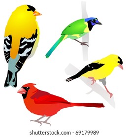 collection of birds. Vector