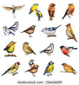 collection of birds. watercolor painting