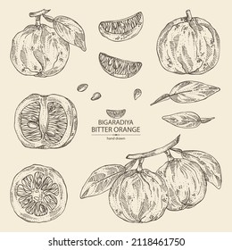 Sammlung bitter Orange: Bigaradia Frucht, Blätter und bittere Orangenscheibe. Citrus aurantium.Citrus medica handgezeichnet Vektorgrafik