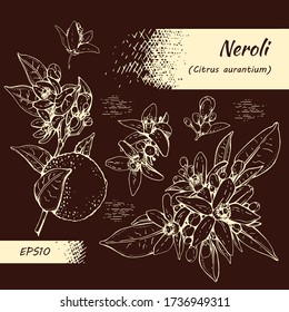 Collection of bitter orange flowers, buds, fruits . Detailed hand-drawn sketches, vector botanical illustration.