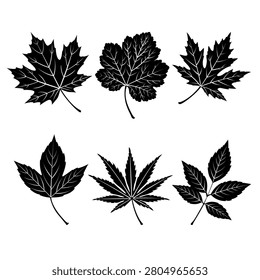 Collection of black autumn maple leaves featuring different tree species with labels. Ideal for botanical education, forestry, gardening, seasonal projects, nature guides, and classroom materials.