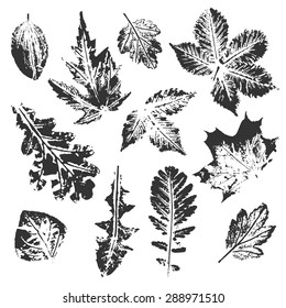 Collection of black leaves imprints on white background