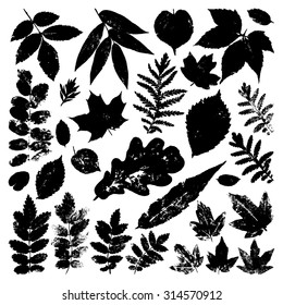 Collection black leaves isolated on white background. Vector grunge design elements.