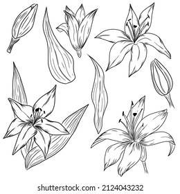 Collection of black lily vector illustrations on white backdrop. 