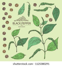 Collection of black pepper: plant, pepper and leaves. Vector hand drawn illustration. 