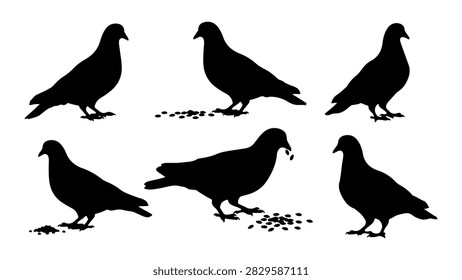 Collection of black pigeon silhouettes in different postures on ground, isolated on white background, showcasing bird movement and behavior.